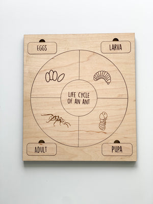 Natural wooden puzzle showing life cycle of an ant with engraved eggs, larva, pupa, and adult stages on smooth surface
