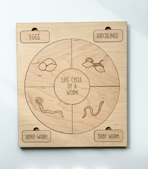 Natural wooden puzzle illustrating the life cycle of a worm with labeled stages and engraved illustrations