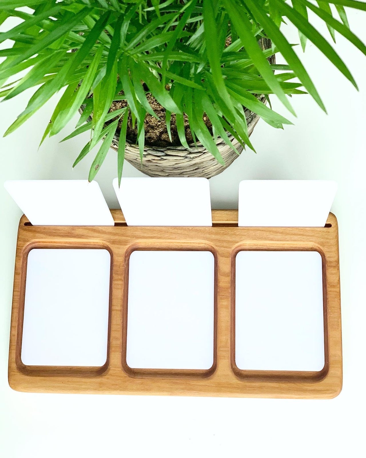 Three blank dry erase flash cards in a wooden holder beneath a potted green plant on white background