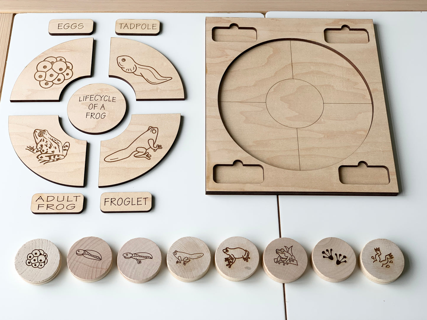 Frog Life Cycle Memory Game