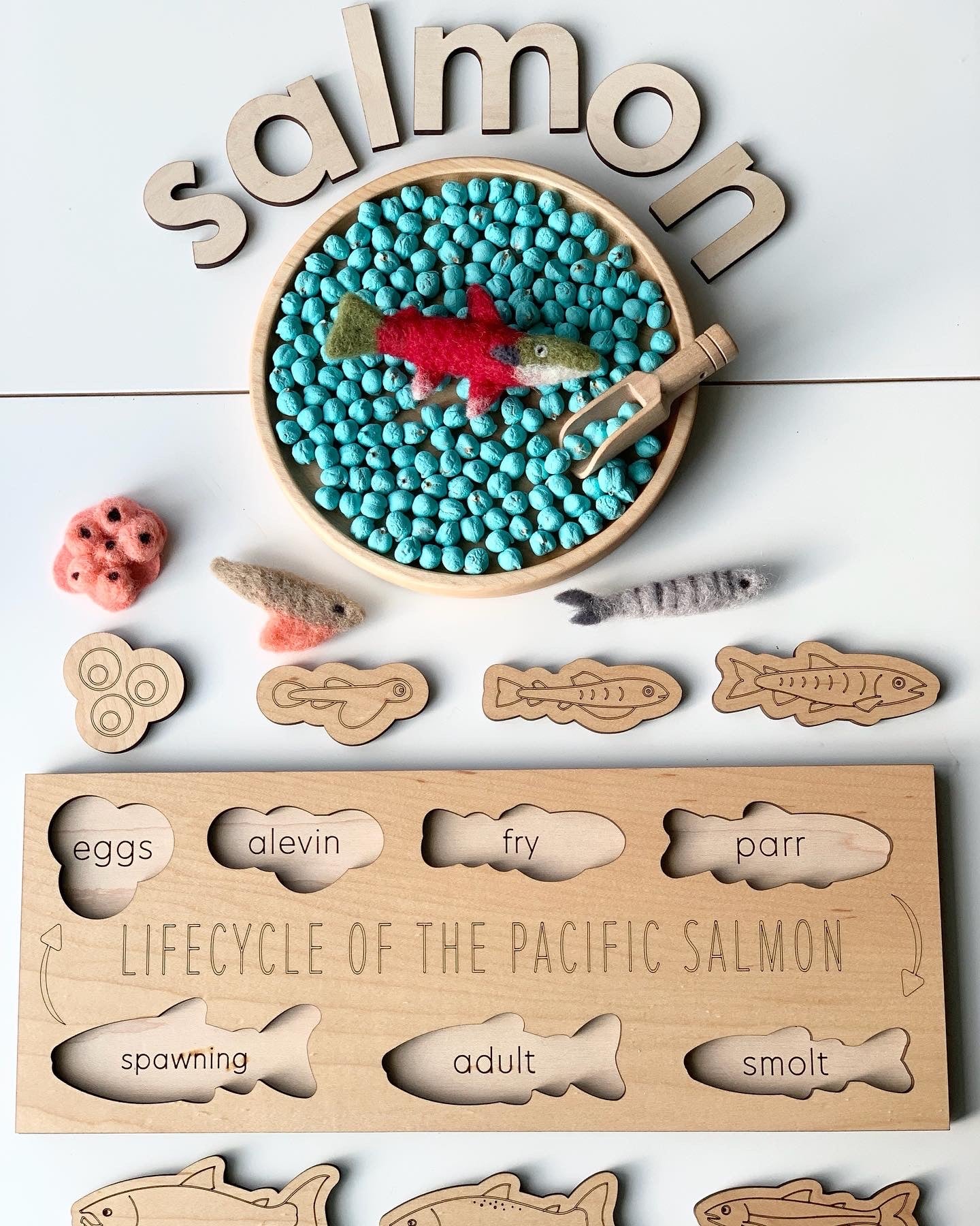 Salmon Life Cycle Puzzle