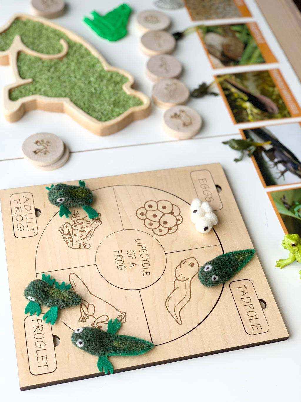 Wooden educational sensory tray illustrating frog lifecycle with felt frog stages and engraved labels on natural wood background