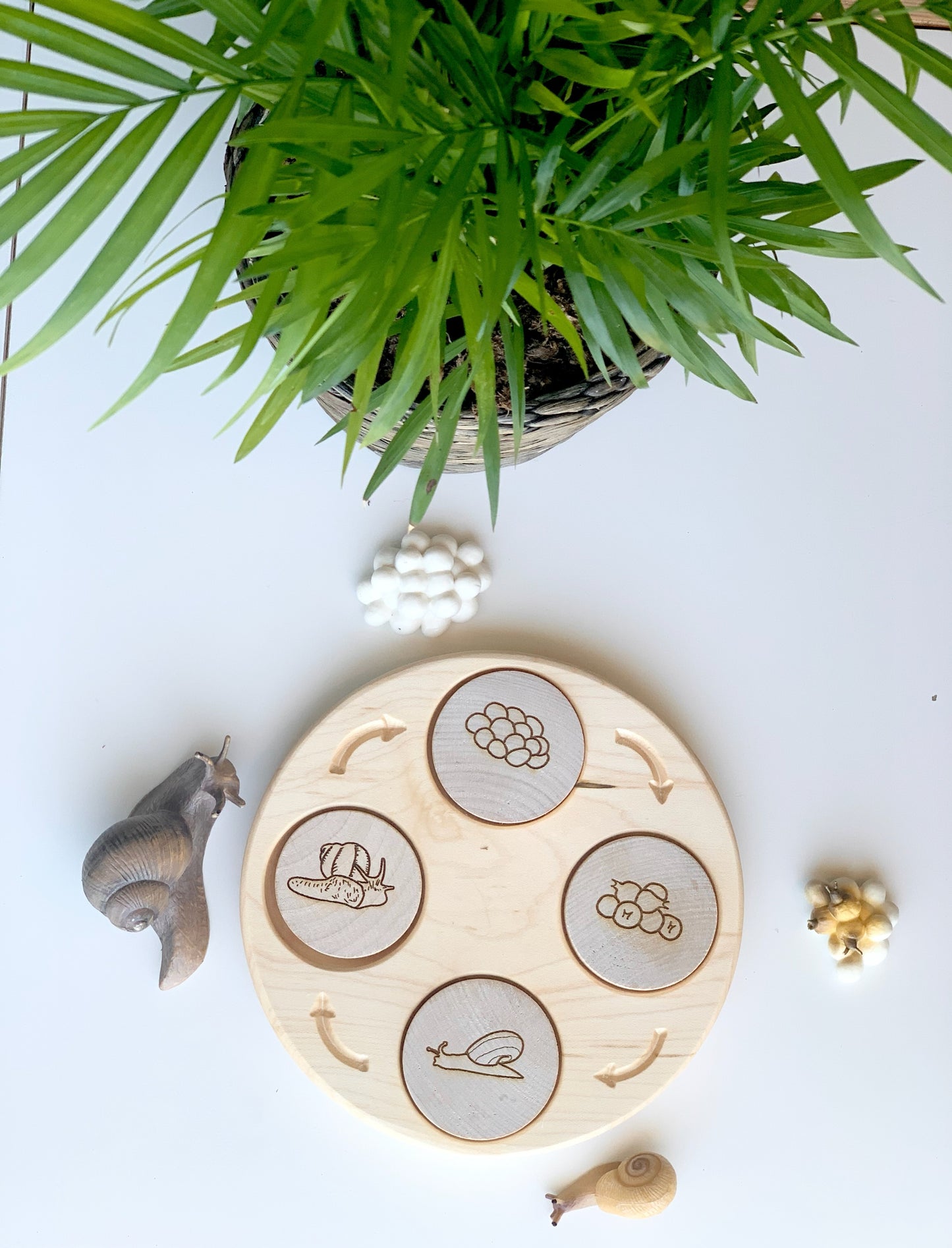 Life Cycle Sensory Tray — Regular Size