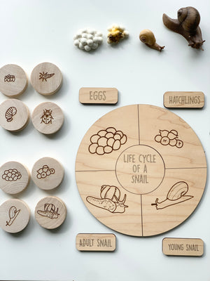 Wooden life cycle puzzle showing stages of a snail with labeled pieces and carved illustrations on light wood background