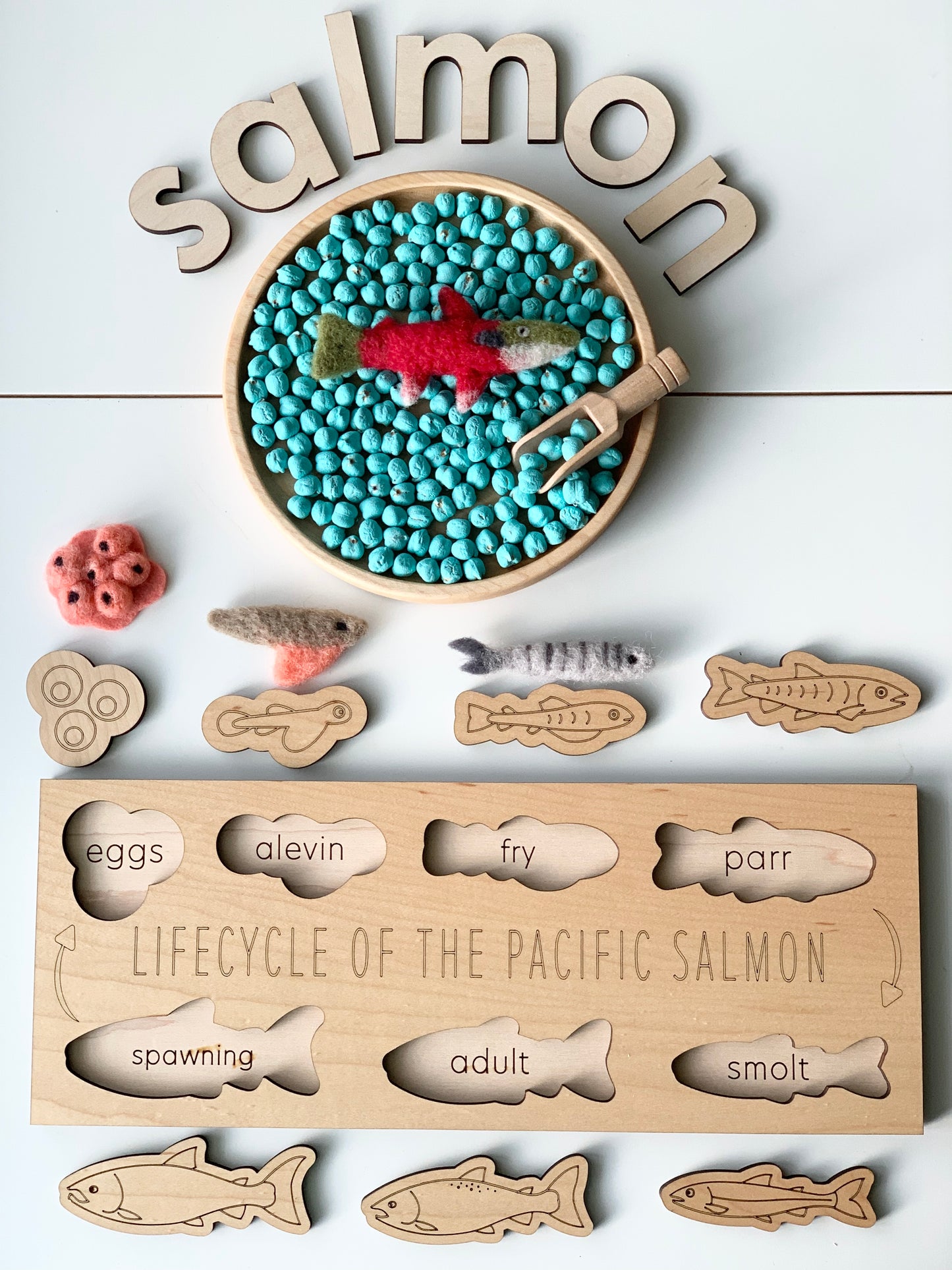 Salmon Life Cycle Puzzle