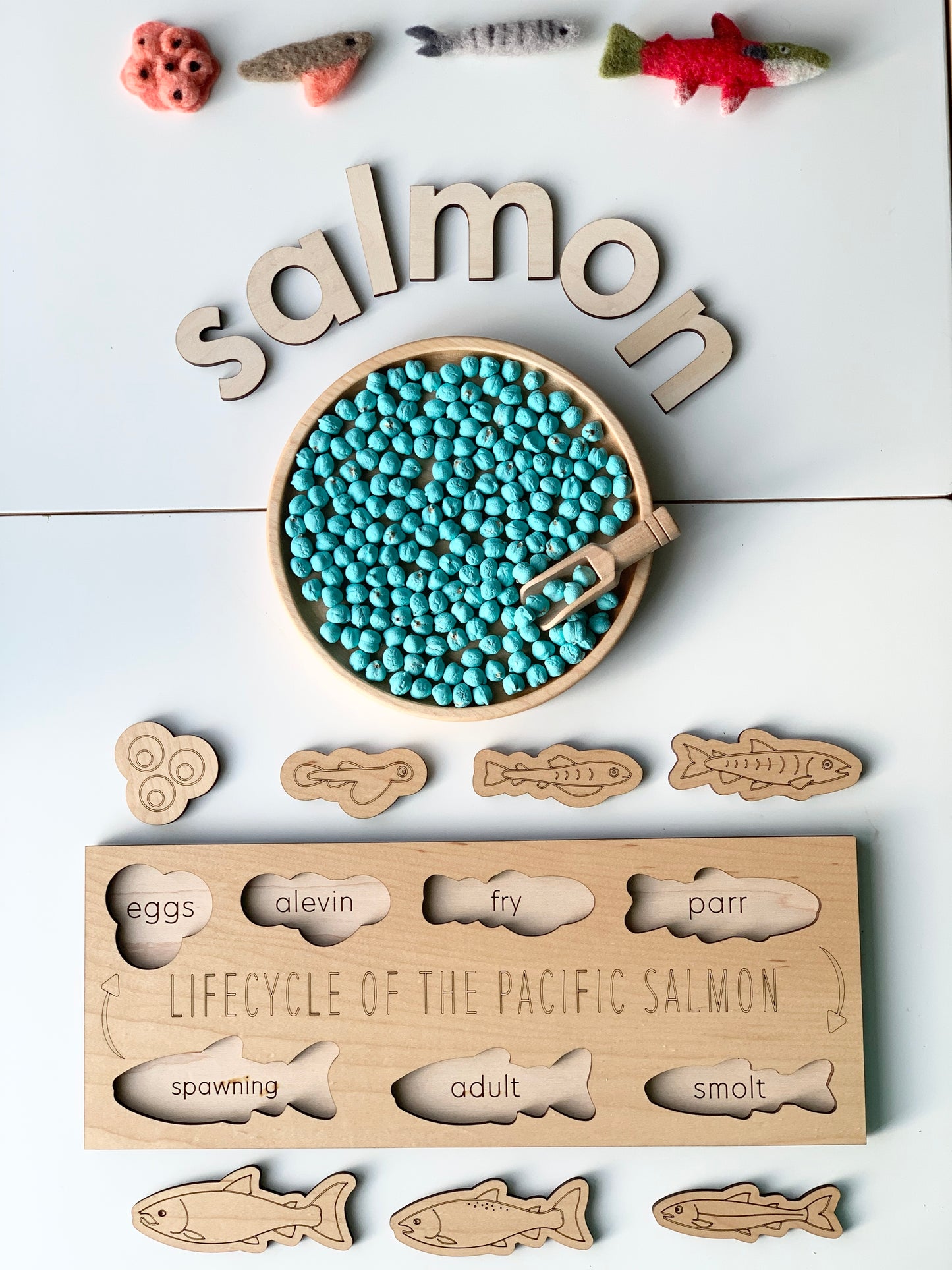 Salmon Life Cycle Puzzle