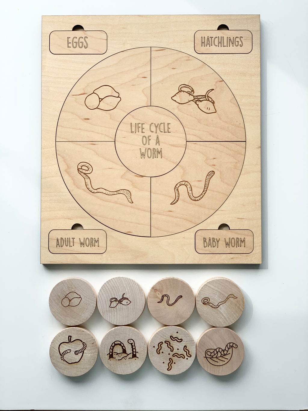 Natural wooden life cycle puzzle of a worm with engraved stages and matching wooden pieces on white surface