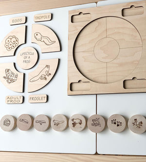 Natural wooden life cycle puzzle pieces showing frog stages with labeled parts and matching round tokens on white background